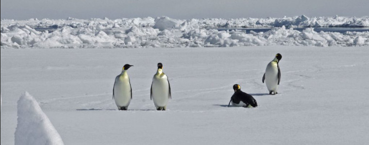 Pingwiny cesarskie - Antarktyda