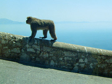 Gibraltar małpa