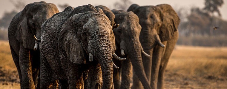 Najwięksi myśliwi Afryki National Geographic Wild