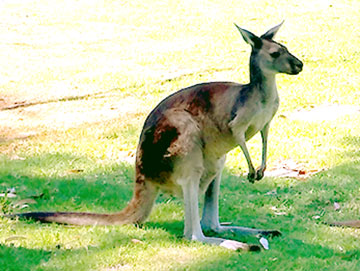 Kangur Australia podroze z antena 360px.jpg