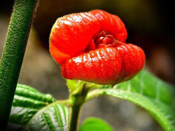 Matalafi samoa roślina liście 360px