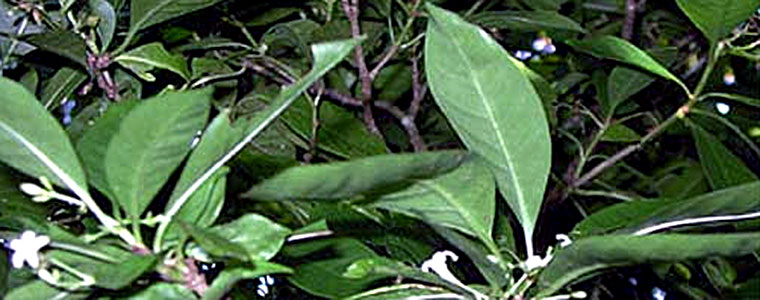 Matalafi samoa roślina liście 760px